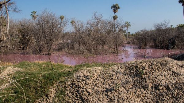 Teñido de sangre y con olor nauseabundo, así se encuentra el Lago Ypoá a raíz de contaminación