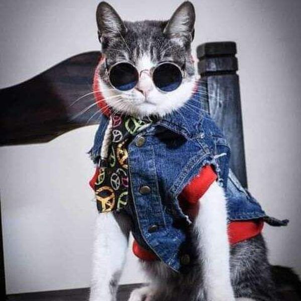 Muere envenenado el “gato mochilero” y ofrecen recompensa para dar con los responsables - Mascotas - ABC Color