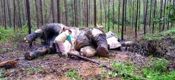 Cinco detenidos en Indonesia por haber decapitado a un elefante