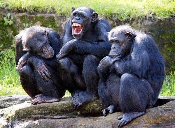 Diario HOY | Ser amigo del jefe, ayuda; también a los chimpancés