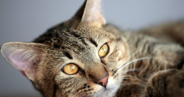 La Nación / “Al salir el gato de la casa, el dueño viola la tenencia responsable”, advierten