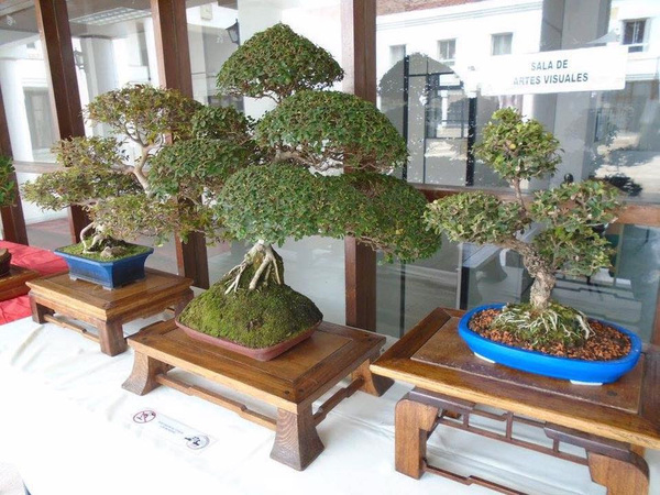 El arte milenario del Bonsái en una exposición por el aniversario del CPJ | Ñanduti