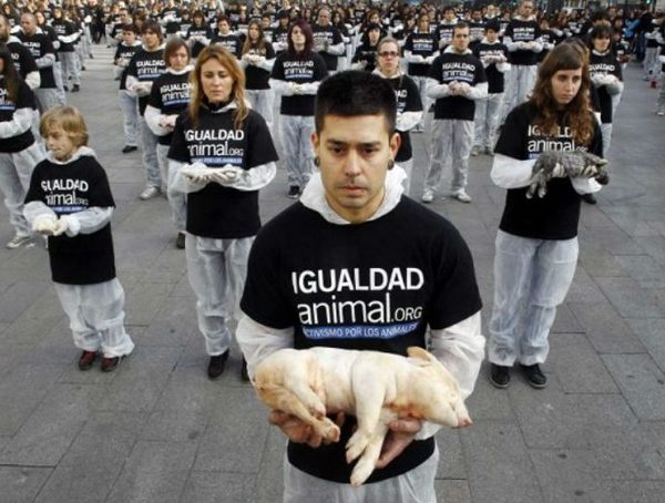 Denuncias por muerte de animales son frecuentes · Radio Monumental 1080 AM