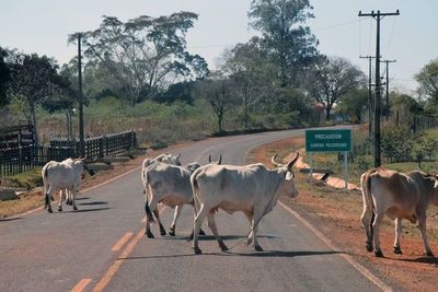Animales sueltos constituyen un peligro mortal en ruta caazapeña - Nacionales - ABC Color