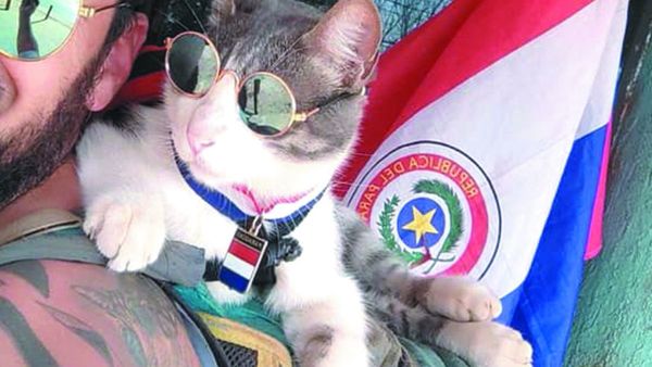 El gato mochilero no murió envenenado, aclaran