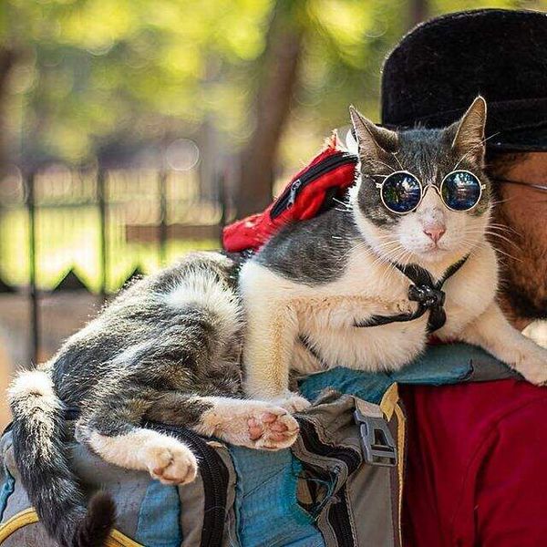 Gato mochilero: “Bella murió por el ataque de perros” - Nacionales - ABC Color