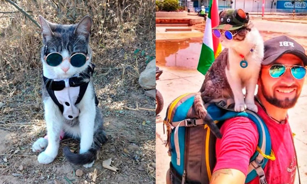 "El Gato Mochilero" falleció luego de ser atacado por perros - OviedoPress