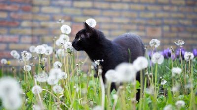 Se debe adecuar el hogar para la tenencia de mascotas, afirman