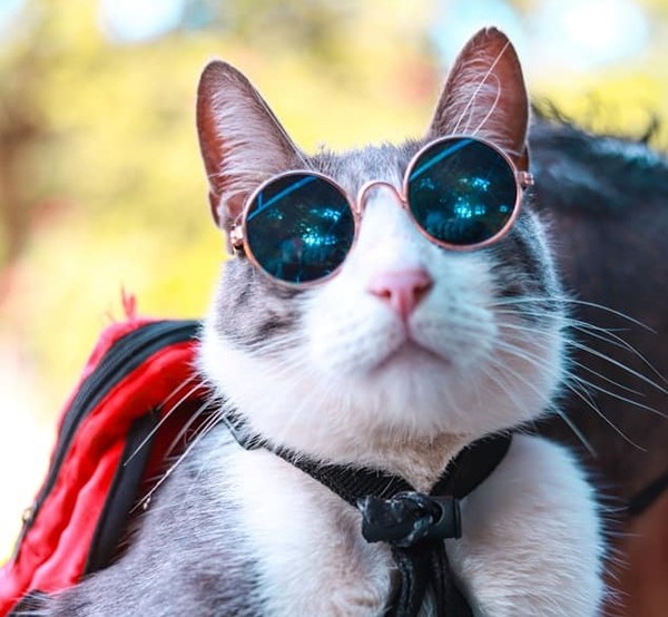 ¡No fue envenenado!: gatito mochilero murió por traumatismo