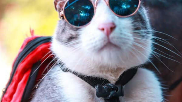 El gato mochilero no murió envenenado, sino por traumatismo