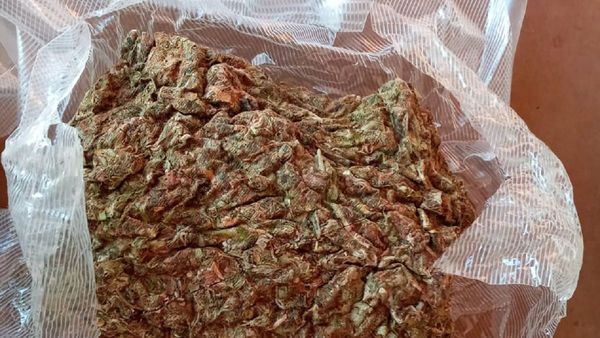 Policía cae con más de 60 kilos de marihuana "cripy" en PJC