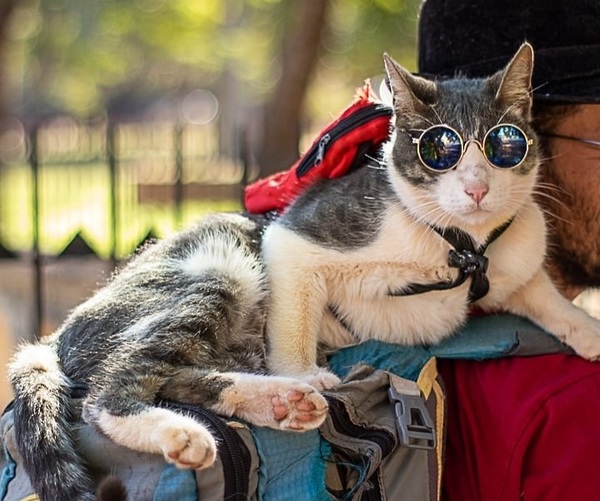 El gato mochilero no murió por envenenamiento