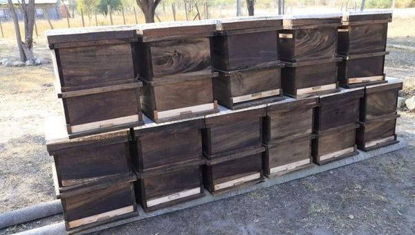Apuntan a potenciar producción de miel del Pantanal y lograr certificación orgánica que elevará precio internacional