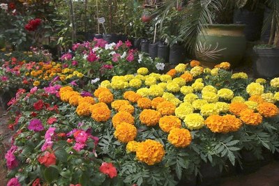 Crónica / AIRE PRIMAVERAL. Flores decoran las calles de la ciudad