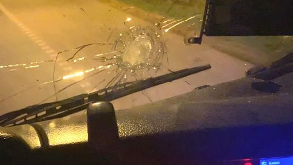 Apedrearon camión que llevaba cerdos