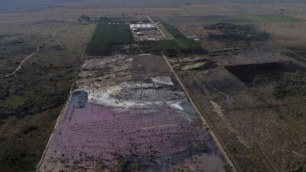 Constatan que procesadora cercana al Caañabé opera pese a suspensión