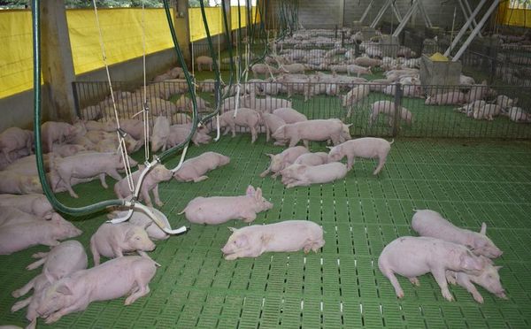 Taiwán sigue sin comprar carne de cerdo a Paraguay - ABC Rural - ABC Color