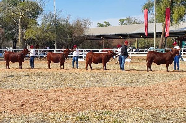 La raza Santa Gertrudis tuvo su gran Nacional - ABC Rural - ABC Color