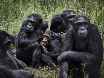 Ser amigo del jefe ayuda también a los chimpancés | El Independiente