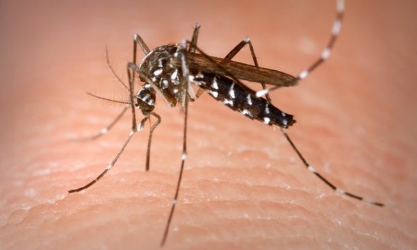 Encuentran mosquito Aedes Albopictus en Minga Guazú y Ciudad del Este
