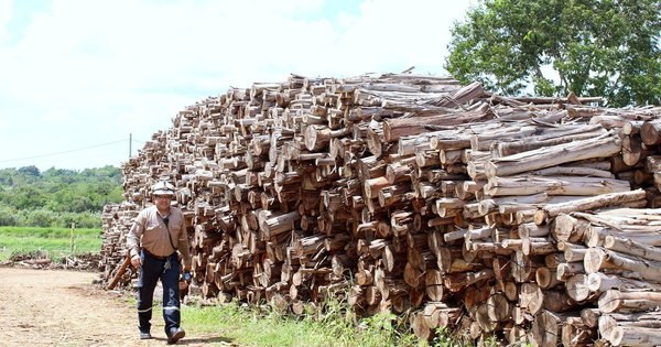 La Nación / Fomentan uso eficiente de biomasa como energético nacional