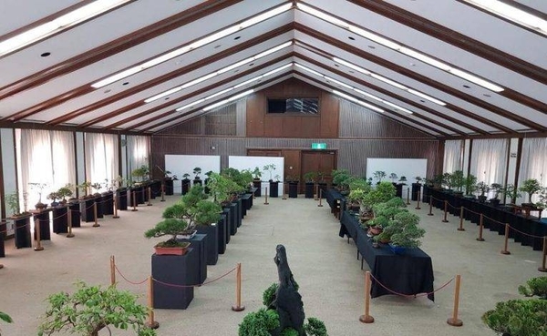 Diario HOY | Demostración y exposición de bonsái, por el aniversario del Centro Paraguayo Japonés