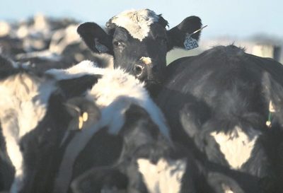 Fonterra marcó una baja global del 1,5% para la leche en polvo entera