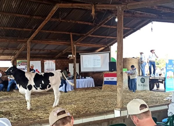 El Rodeo vendió vaquillas Holando a Gs. 10,6 millones de promedio en feria de Aprole