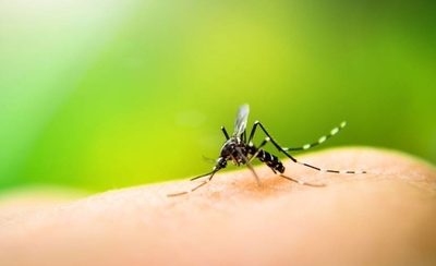 Diario HOY | Reportan corte de transmisión viral de dengue en Misiones