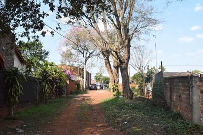 Vecinos salvan árboles nativos en Encarnación - Nacionales - ABC Color