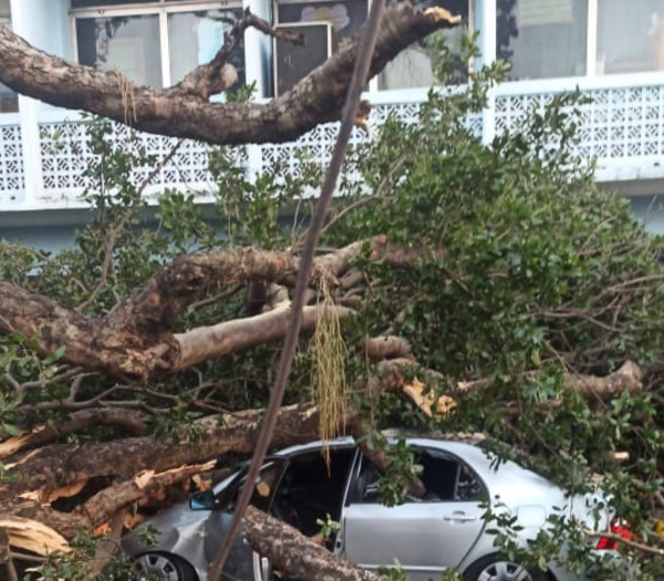 Diario HOY | Árbol de gran porte cae sobre tres vehículos en la zona del Colegio Salesianito