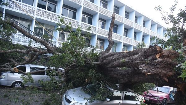 Cae un frondoso árbol en Asunción y daña varios vehículos