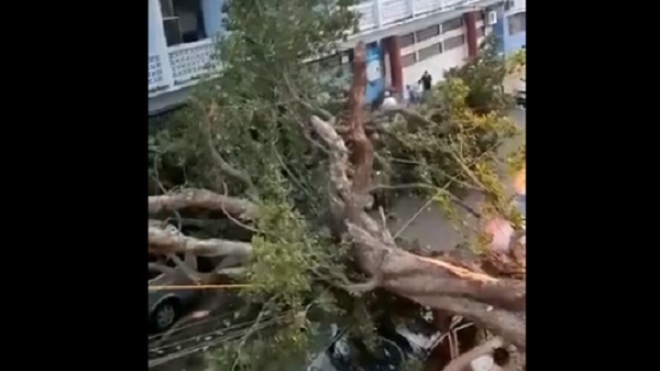 Reportan heridos tras caída de frondoso árbol frente a colegio capitalino