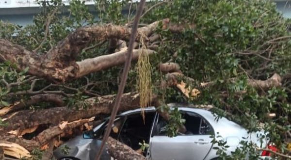 Árbol de gran porte cae sobre tres vehículos en la zona de un colegio en Asunción