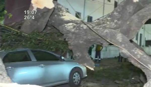 Árbol cayó y aplastó varios vehículos - SNT