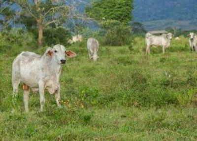 Ganado de haciendas ligadas a narcoganadero brasileño se vendió a JBS y Frigol