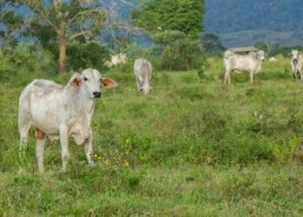 Ganado de haciendas ligadas a narcoganadero brasileño se vendió a JBS y Frigol