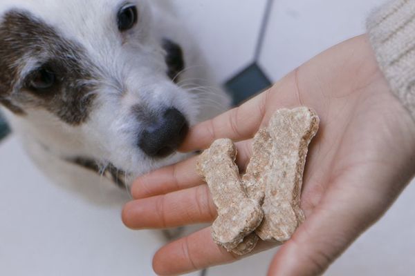 ¿Cómo evitar que el perro se vuelva agresivo cuando come? - Nacionales - ABC Color