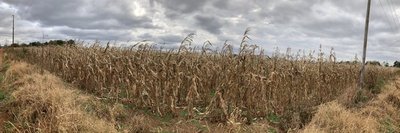 Plantaciones de MAÍZ DESTRUIDAS por las heladas