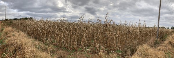 Plantaciones de MAÍZ DESTRUIDAS por las heladas