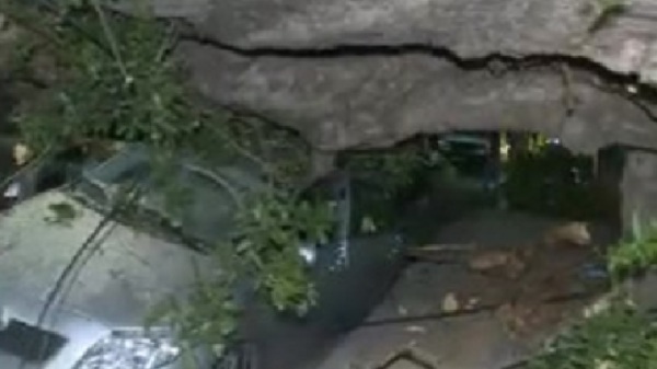 El día después de la caída del tremendo árbol - SNT