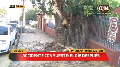 El día después de la caída del tremendo árbol - C9N