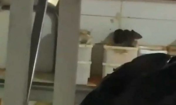 (Video) Ratas gigantes en cocina de bar chuchi, el asco sacude a clientes y mirones