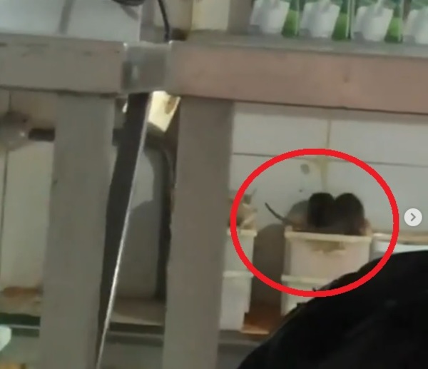 Ratas y suciedad en cocina de "exclusivo" bar de Asunción: clausura y remisión a Fiscalía - ADN Digital