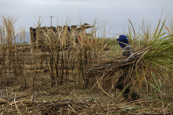 Brasil estima una caída de 9,5 % en la cosecha de caña de azúcar - MarketData