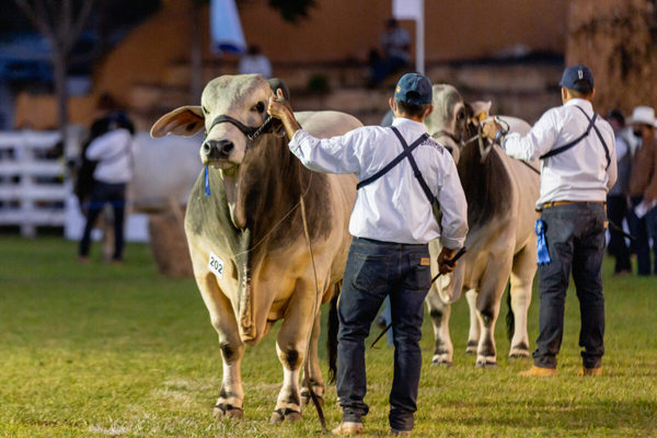 Son 1.162 reproductores los que se inscribieron para competir en la Expo Ganadera