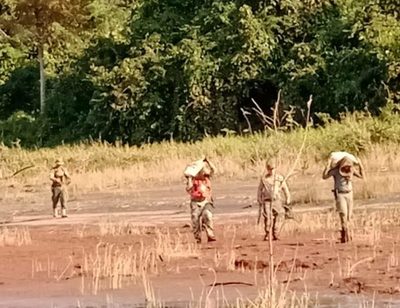 Hallan marihuana en reserva natural en San Alberto