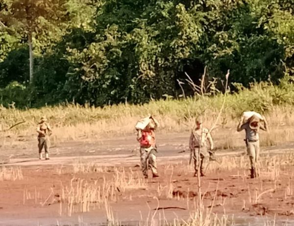 Hallan marihuana en reserva natural en San Alberto