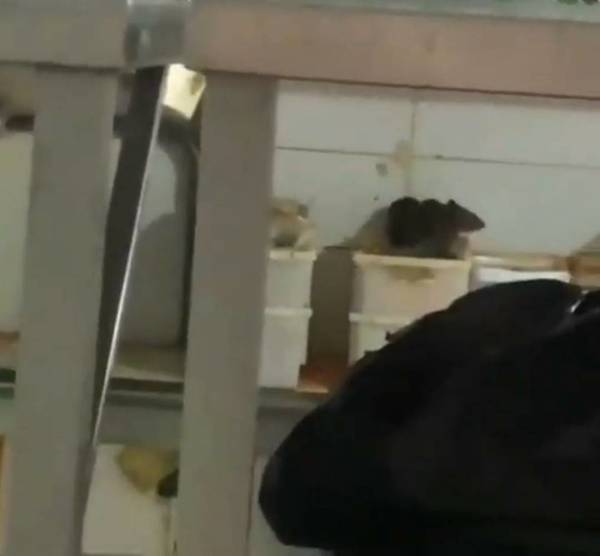 Denuncian maltrato e insalubridad en Long Bar: “Lo que no es negociable es que se tienen que ir” | Ñanduti