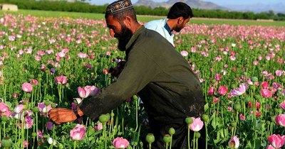 La Nación / Los talibanes prometieron prohibir la heroína, pero ¿podrán sobrevivir sin sus ingresos?